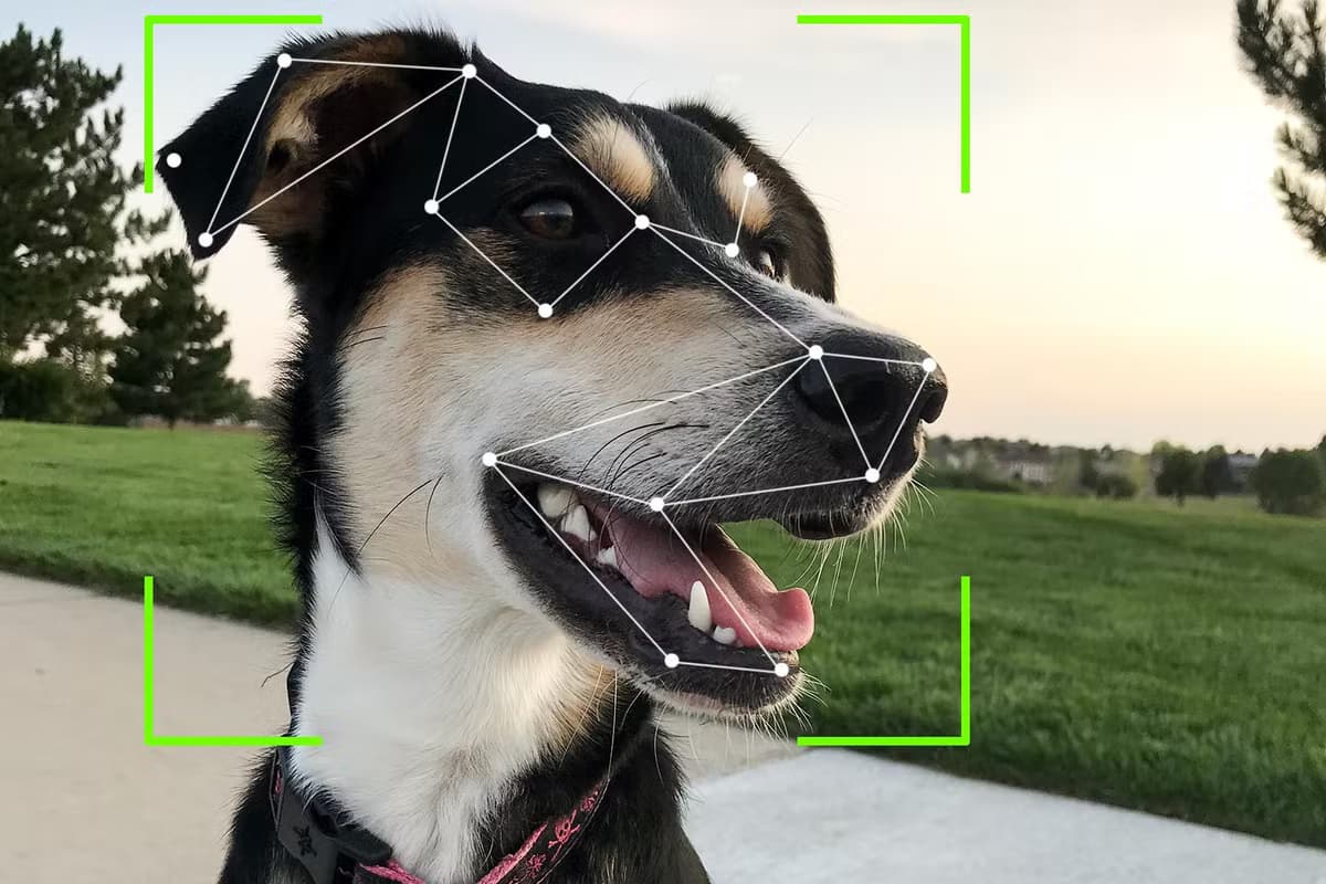 Dog Breed Classifier